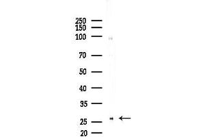 anti-Homeobox C4 (HOXC4) (N-Term) antibody