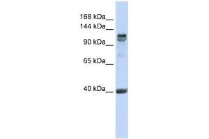 WB Suggested Anti-RFX1 Antibody Titration:  0. (RFX1 antibody  (C-Term))