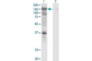 Western Blot analysis of USP4 expression in transfected 293T cell line by USP4 monoclonal antibody (M01), clone 5E12. (USP4 antibody  (AA 676-773))