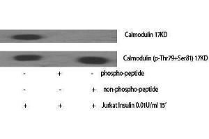 Western Blotting (WB) image for anti-Calmodulin 1 (Calm1) (pSer82), (pThr80) antibody (ABIN3179769) (Calmodulin 1 antibody  (pSer82, pThr80))