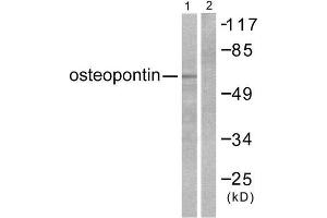 Western Blotting (WB) image for anti-Secreted phosphoprotein 1 (SPP1) (C-Term) antibody (ABIN1848710) (Osteopontin antibody  (C-Term))