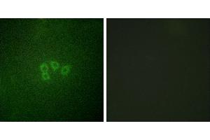 Peptide - +Immunofluorescence analysis of A549 cells, using eIF4B (Ab-422) antibody.