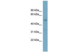 Image no. 1 for anti-Target of Myb1-Like 2 (TOM1L2) (AA 431-480) antibody (ABIN6743600) (TOM1L2 antibody  (AA 431-480))