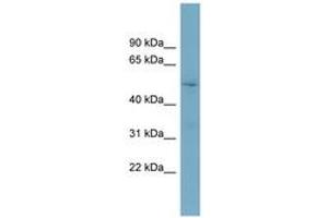 Image no. 1 for anti-Target of Myb1-Like 2 (TOM1L2) (AA 431-480) antibody (ABIN6743600) (TOM1L2 antibody  (AA 431-480))