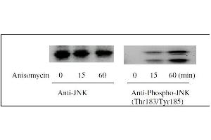 Western Blotting (WB) image for ERK1/2, JNK, p38 MAPK ELISA Kit (ABIN1981832)