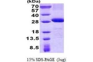 Image no. 1 for CD226 (CD226) protein (His tag) (ABIN1098769)