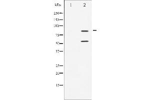 Western blot analysis of PI3-kinase p85- alpha/ gamma phosphorylation expression in H2O2 treated COS7 whole cell lysates,The lane on the left is treated with the antigen-specific peptide. (PI3K p85 alpha/gamma antibody  (pTyr199, pTyr467))
