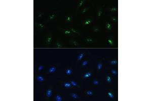 Immunofluorescence analysis of U-2 OS cells using HNF4G Polyclonal Antibody (ABIN7267620) at dilution of 1:100 (40x lens). (HNF4 gamma antibody  (AA 366-445))