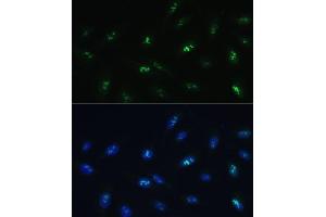 Immunofluorescence analysis of U-2 OS cells using HNF4G Polyclonal Antibody (ABIN7267620) at dilution of 1:100 (40x lens).