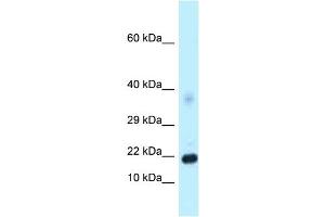 Host: Rabbit Target Name: Dkk4 Antibody Dilution: 1.