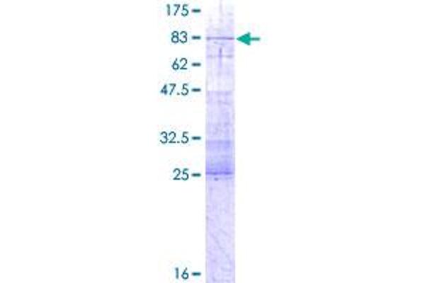 IFRD1 Protein (AA 1-451) (GST tag)