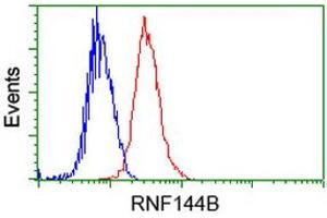 Image no. 2 for anti-Ring Finger Protein 144B (RNF144B) (AA 1-256) antibody (ABIN1490650) (RNF144B antibody  (AA 1-256))