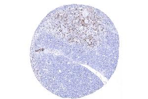 In the thymus more than 99 of the cortical thymocytes are CD45RA negative. (CD45RA antibody)