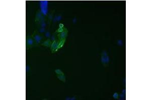 Immunofluorescence analysis on ETAR protein fused with 9A2 epitope tag. (HCV 1b NS5B antibody  (AA 111-130))