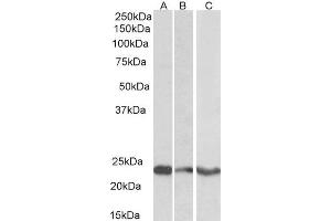 ABIN2560535 (0. (TREM2 antibody  (C-Term))