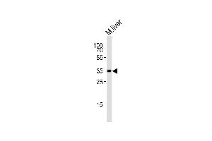 Western blot analysis of lysate from mouse liver tissue lysate, using Hmx2 Antibody (C-term) B. (HMX2 antibody  (AA 149-180))