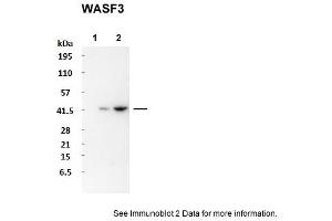 Sample Type: 1. (WASF3 antibody  (N-Term))
