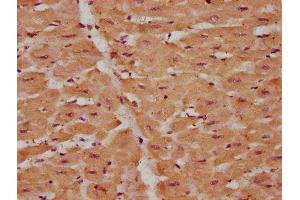 IHC image of ABIN7175376 diluted at 1:225 and staining in paraffin-embedded human heart tissue performed on a Leica BondTM system. (VEGFD antibody  (AA 89-205))