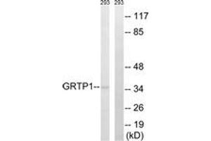 Western Blotting (WB) image for anti-Growth Hormone Regulated TBC Protein 1 (GRTP1) (AA 71-120) antibody (ABIN2890354) (GRTP1 antibody  (AA 71-120))