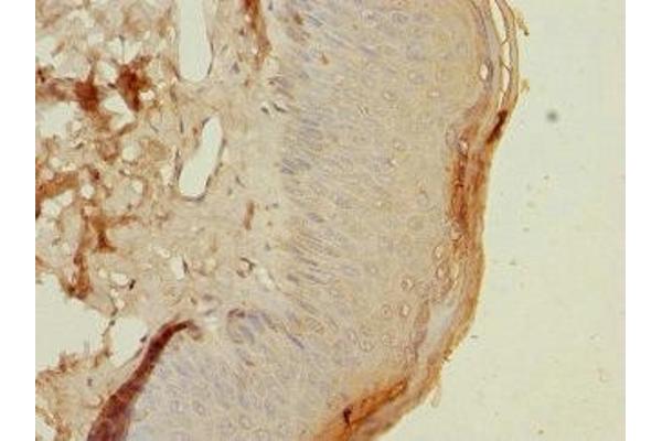 HLA-DOA antibody  (AA 26-135)