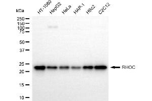 Western blotting analysis using RHOC antibody (ABIN7800143).