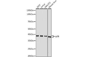 Western blot analysis of extracts of various cell lines, using p38 MAPK antibody (ABIN7268615) at 1:500 dilution. (MAPK14 antibody  (AA 1-360))