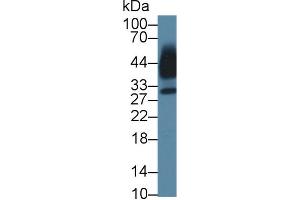 Western blot analysis of Human Saliva, using Mouse KLK13 Antibody (1 µg/ml) and HRP-conjugated Goat Anti-Rabbit antibody (