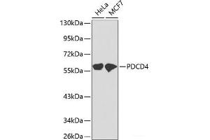 Western blot analysis of extracts of various cell lines using PDCD4 Polyclonal Antibody.