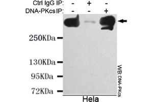Immunoprecipitation analysis of Hela cell lysate using DNA-PKcs mouse mAb. (PRKDC antibody)