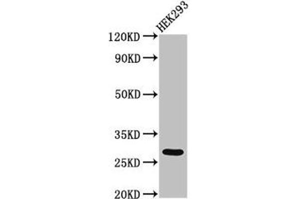 ANKRD49 antibody  (AA 4-239)