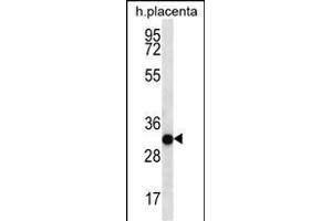 COPS7A Antibody (C-term) (ABIN656737 and ABIN2845961) western blot analysis in human placenta tissue lysates (35 μg/lane).