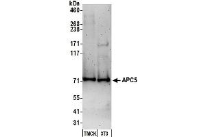 Western Blotting (WB) image for anti-Anaphase Promoting Complex Subunit 5 (ANAPC5) (C-Term) antibody (ABIN7451561) (ANAPC5 antibody  (C-Term))