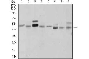 Western blot analysis using SHH antibody against LNCaP (1), HepG2 (2), PANC-1 (3),HeLa (4), SK-N-SH (5), F9 (6), NIH3T3 (7), and COS7 (8) cell lysate. (Sonic Hedgehog antibody  (AA 26-161))