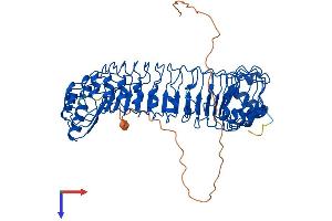 SHoc2/Sur8 Protein (AA 1-582) (His tag)