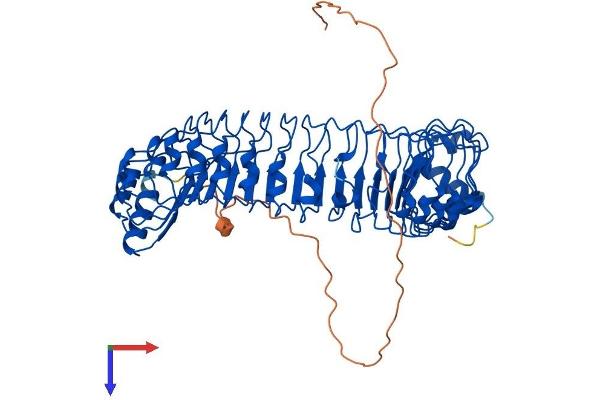 SHoc2/Sur8 Protein (AA 1-582) (His tag)