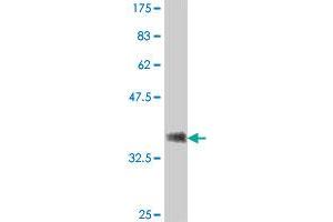 Western Blot detection against Immunogen (37. (RNF41 antibody  (AA 218-317))