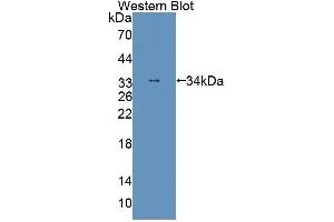 Western blot analysis of the recombinant protein. (THYN1 antibody  (AA 1-225))