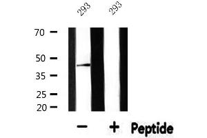 Western blot analysis of extracts from 293, using NFYA Antibody. (NFYA antibody  (C-Term))