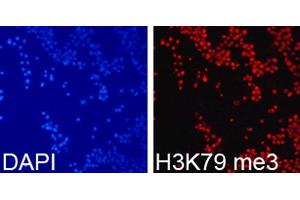 Immunofluorescence analysis of 293T cells using TriMethyl-Histone H3-K79 antibody. (Histone 3 antibody  (H3K79me3))