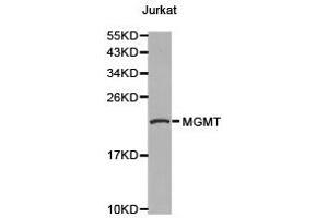 Western Blotting (WB) image for anti-O6-Methylguanine-DNA-Methyltransferase (MGMT) antibody (ABIN1873688) (MGMT antibody)