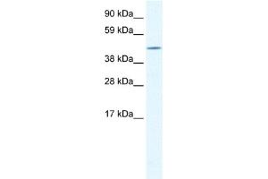 WB Suggested Anti-CREB3L1 Antibody Titration:  1.
