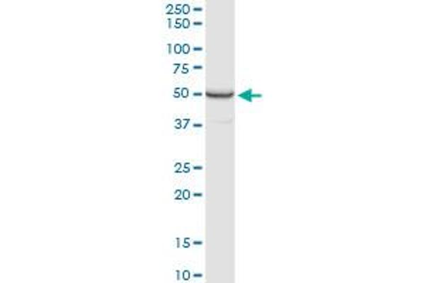 PPP2R2B antibody  (AA 1-443)