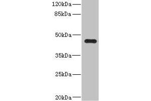 Western blot All lanes: Ren2 antibody at 2 μg/mL + MCF-7 whole cell lysate Secondary Goat polyclonal to rabbit IgG at 1/10000 dilution Predicted band size: 45 kDa Observed band size: 45 kDa (Renin-2 antibody  (AA 64-351))