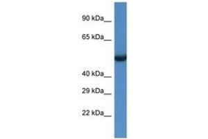 Image no. 1 for anti-Sestrin 1 (SESN1) (AA 375-424) antibody (ABIN6747282) (SESN1 antibody  (AA 375-424))