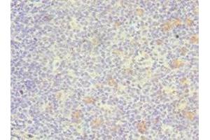 Immunohistochemistry of paraffin-embedded human tonsil tissue using ABIN7172390 at dilution of 1:100 (GATA3 antibody  (AA 1-260))