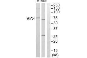 Western blot analysis of extracts from Jurkat cells and HepG2 cells, using MIC1 antibody. (xpr1 antibody  (C-Term))