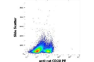 Flow cytometry surface staining pattern of rat splenocytes stained using anti-rat CD28 (JJ319) PE antibody (concentration in sample 0,56 μg/mL).