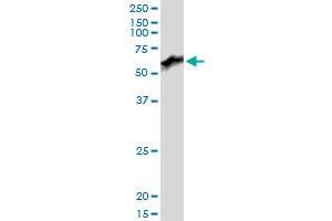 PRUNE MaxPab polyclonal antibody. (PRUNE antibody  (AA 1-453))