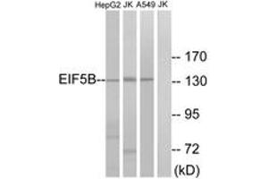 Western blot analysis of extracts from Jurkat/HepG2/A549 cells, using EIF5B Antibody.