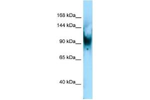 Host: Rabbit Target Name: Senp6 Antibody Dilution: 1. (SENP6 antibody  (C-Term))